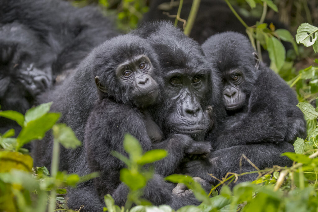 gorilla safari uganda