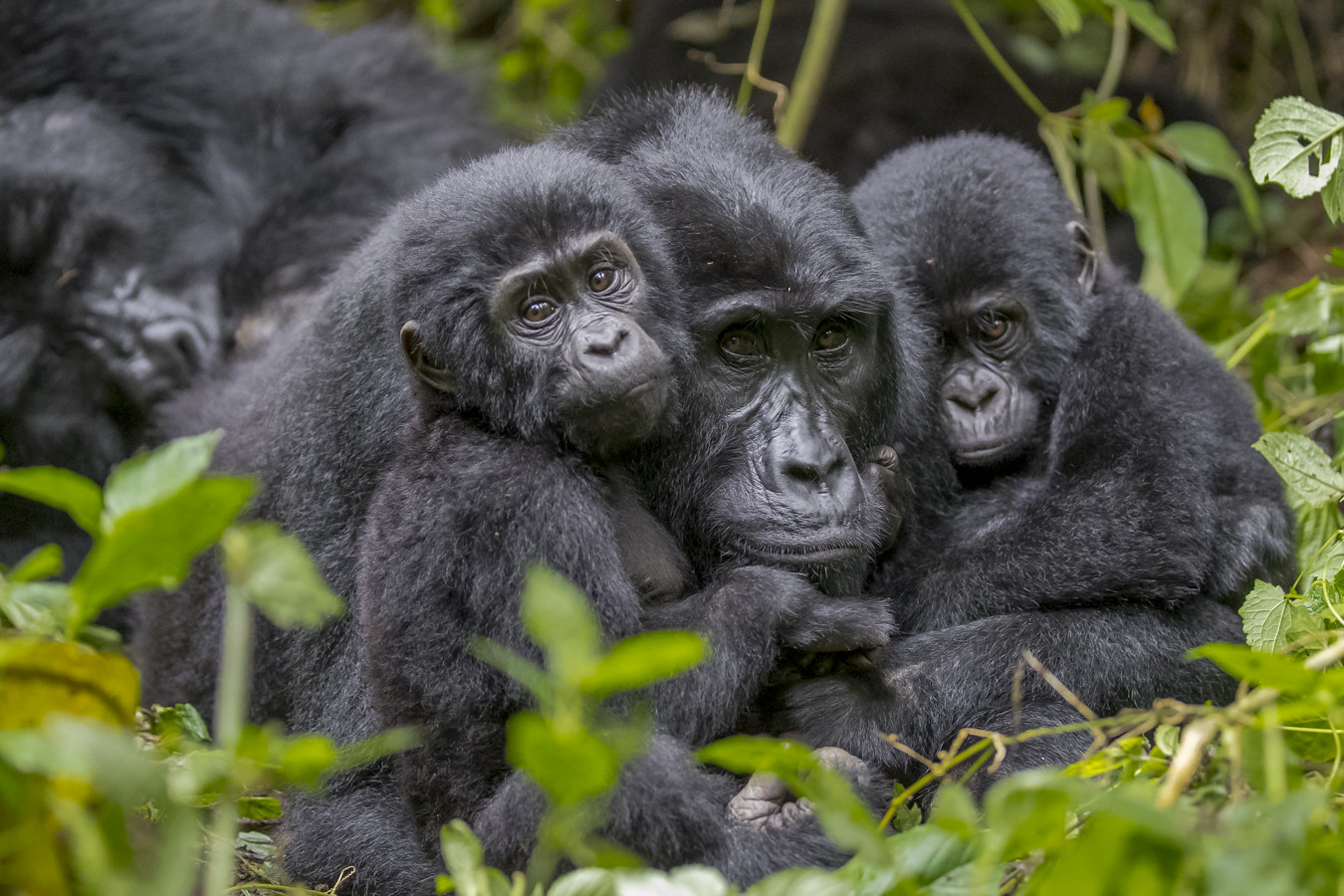 Gorilla Trekking Uganda