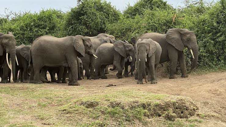 Game Drive queen Elizabeth 